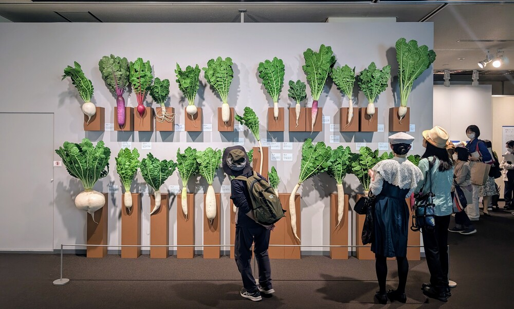 大根の展示
