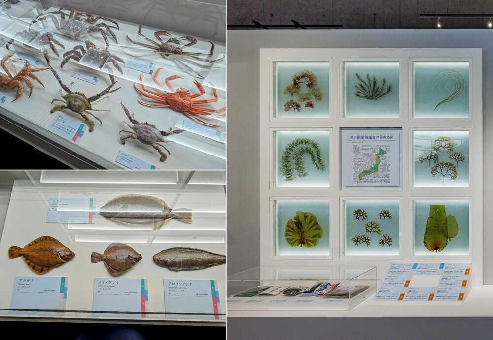 カニやヒラメ、海藻の展示
