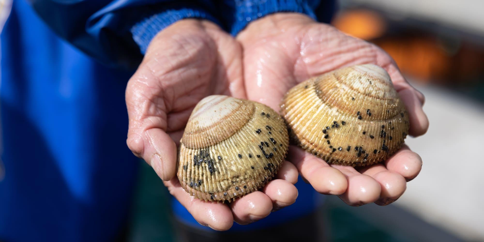 人の手と里海が育む、石川・七尾湾の「能登とり貝」 ｜ WA・TO・BI - 和食の扉 -